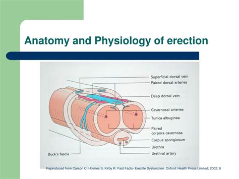 Ppt Erectile Dysfunction Powerpoint Presentation Free Download Id