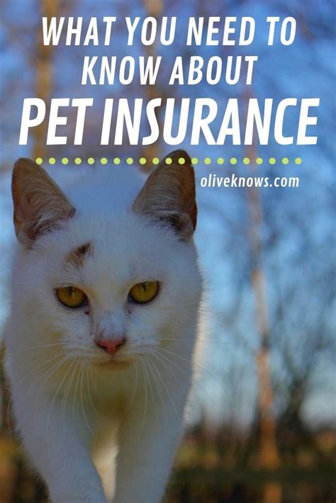 What You Need To Know About Pet Insurance Oliveknows Pet Insurance