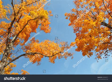 Autumn Foliage Bright Against Blue Sky Stock Photo 42099271 Shutterstock