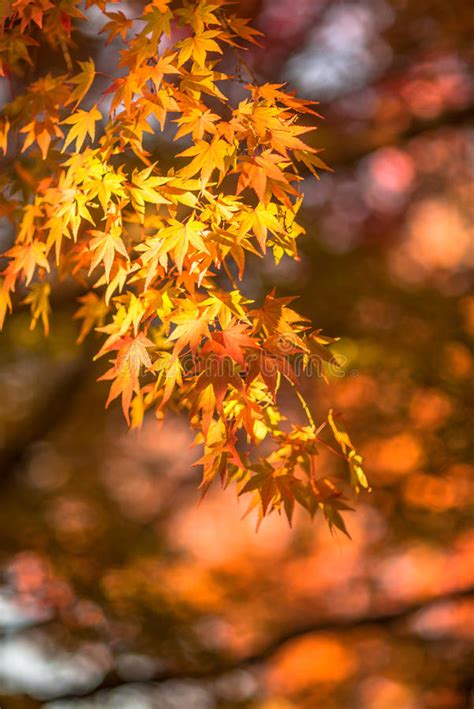 Autumn Leaves Very Shallow Focus Stock Photo Image Of Forest Bright