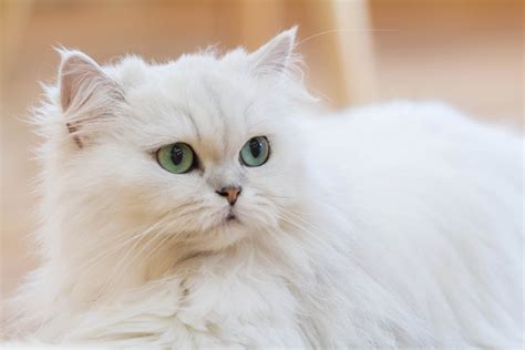 Persian Cat Breed Information Pet Profile Dutch