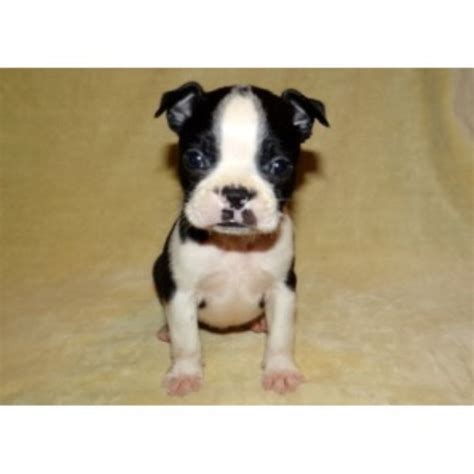 Adorable akc registered boston terrier puppy for sale. Boston Terrier Breeders in Texas | FreeDogListings
