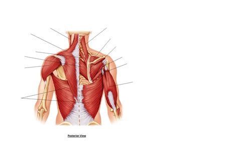 The back is the body region between the neck and the gluteal regions. Back Muscles Diagram Simple - labeled muscles of lower leg ...