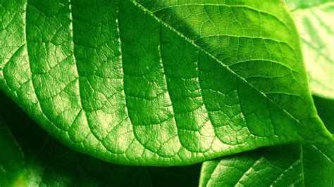 Free Photo Green Leaf Abstract Reflection Light Free Download