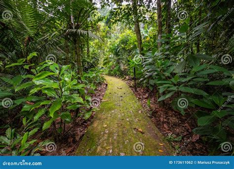 Amazon Tropical Rainforest Jungle Landscape Amazon Yasuni National