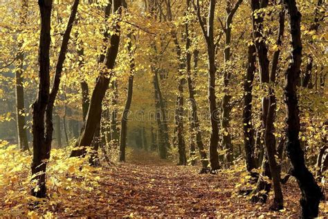 Autumn Forest Path At Sunrise Royalty Free Stock Photography Image