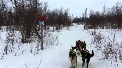 Dog Sledding Sweden Gang Lines Youtube