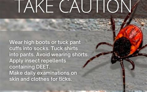 Protecting Against Ticks And Lyme Disease Gagetown Gazette