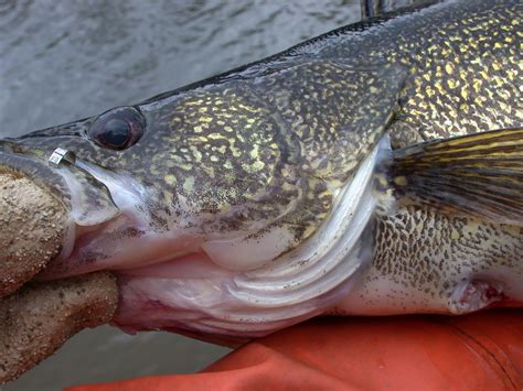 Showcasing The Dnr Tracking Fish Movements With Acoustic Telemetry