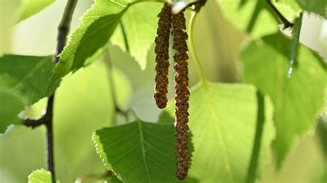 Birch Pollen Is Rising And Its Bad News For Allergy Sufferers Cgtn