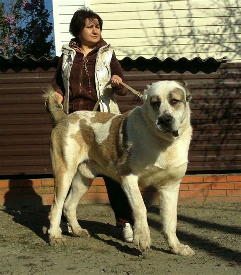 Was sind eigentlich diese wolfshunde? 90 besten | Alabai # Central Asian Ovcharka | Bilder auf ...