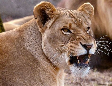 Lioness Kills Father Of Her Cubs After Biting Into His Neck And Holding