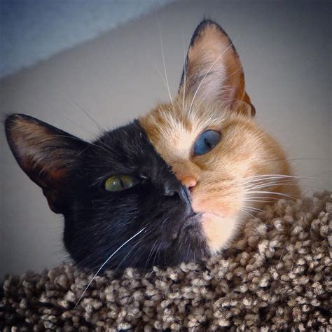 This Is Venus The Internet Sensation Cat With Two Faces Mutually