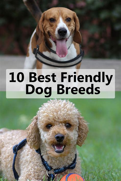 10 Best Friendly Dog Breeds Friendly Dog Breeds Dog Breeds Dog Friends
