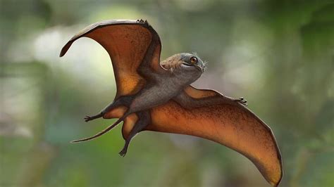 New Species Of 160 Million Year Old Flying Reptile Found In China Syfy Wire