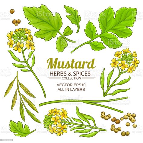 Mustard Plant Vector Stock Illustration Download Image