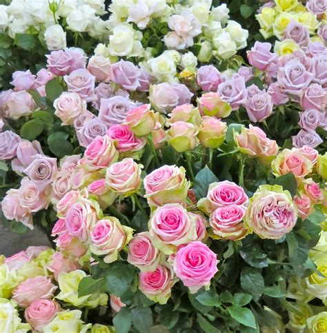 Qualità hd a 4k, disponibile disponibile gratis per il download! david austin roses | Maison des Fleurs