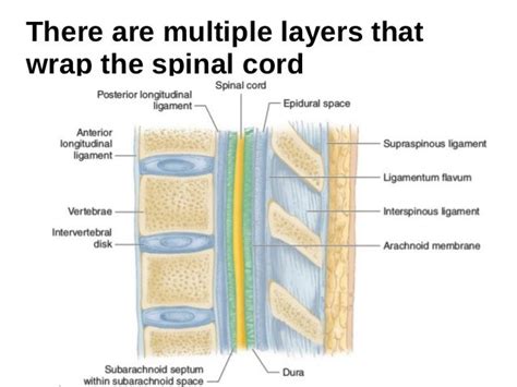 Functional Anatomy Of The Spine For Anesthesia