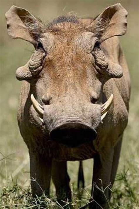 29 Best Images About Savanna Grasslands Vbs Wild Animals