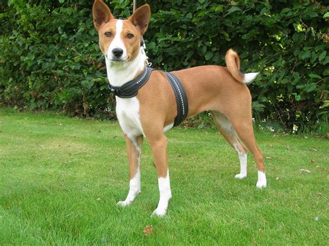 Basenji Puppies Rescue Pictures Information Temperament