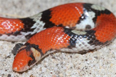 Coral Snakes And Their Mimics