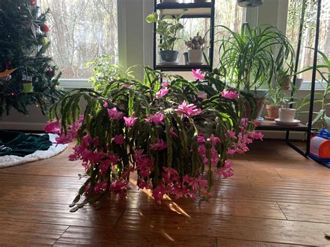 The crab or thanksgiving cactus sections end in points or claws. Update to the Thanksgiving cactus my Mom gave me over a ...