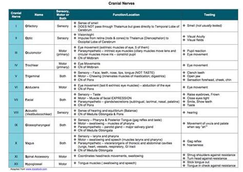 Image result for cranial nerve mnemonics harry potter | Cranial nerves