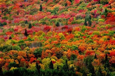 Fall Color Minnesota Pictures Photos And Images For