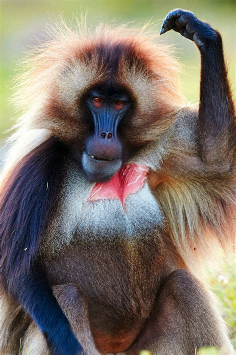 gelada-baboons-habitat-zoo-sauvage-de-saint-félicien