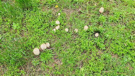 Common Mushrooms Growing Among Green Grass In A Clearing Called The