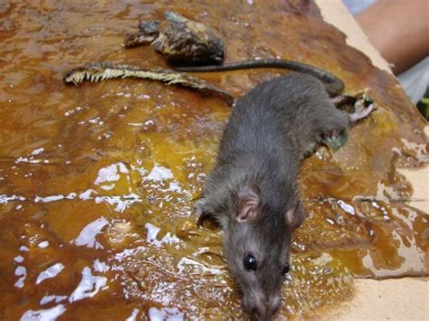 Usir tikus selamanya, bahan pengusir tikus, jasa pembasmi tikus, kelemahan tikus nah, itu tadi beberapa cara mengusir tikus dengan. Cara Mengusir Tikus Dengan Cuka, Apa Bener Berhasil? Ini ...