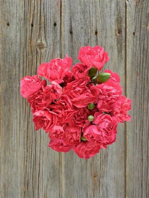 Wholesale Hot Pink Mini Carnations Delivered Online Flowerfarm