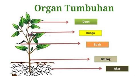 Mengenal Anatomi Organ Vegetatif Pada Tumbuhan Biologi Kelas The Best