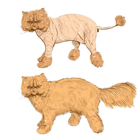 Persian Cat Illustrations Royalty Free Vector Graphics And Clip Art Istock
