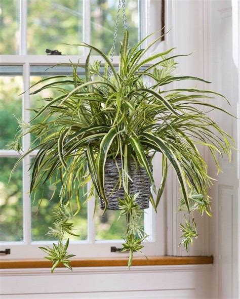 Easy Flowers To Grow Indoors A Useful Guide For Indoor