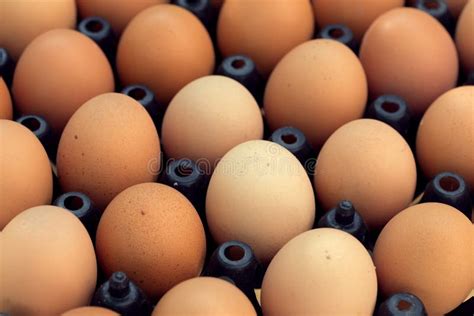 Fresh Organic Eggs From Chicken Farm Agriculture Stock Photo Image Of