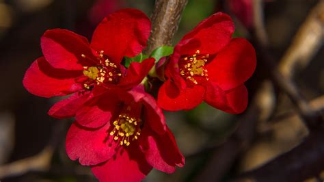 Japanese Quince Blossom The Red Flowers Of Japanese Quince Are Always