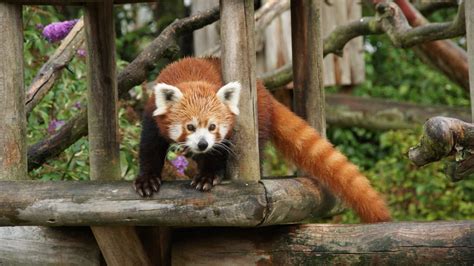 Red Panda Experiences Animal Experiences At Wingham Wildlife Park In Kent