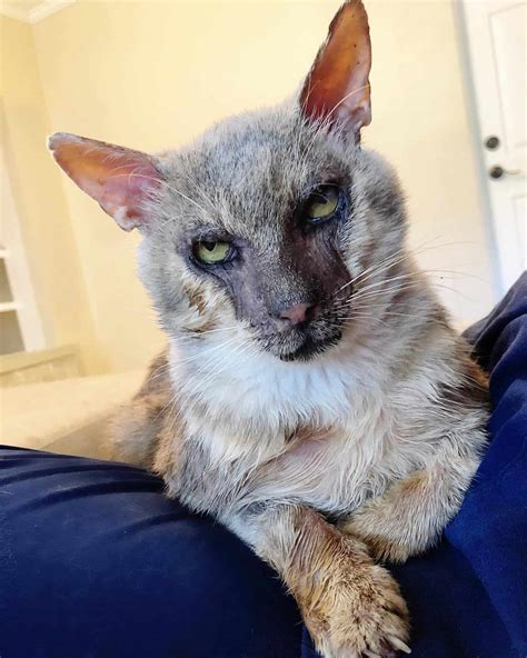 Rescue Logan Werewolf Cat Happy To Paw It Furward To Needy Foster