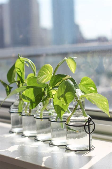 They are found across much the same region of south america as petunias. How To Propagate Pothos Cuttings In Water | Pothos in ...