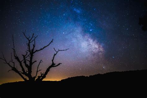 Cosmos Dark Galaxy Milky Way Night Silhouette Sky Stars Tree Wallpaper