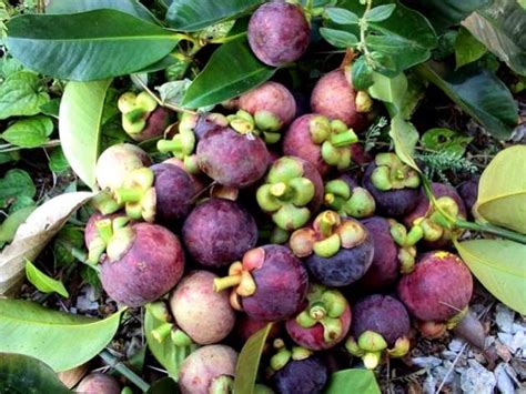 Disamping bibit tanaman buah, kami juga menyediakan pupuk organik buah yang kami racik dengan formula khusus untuk membantu pertumbuhan vegetative. PANDUAN BUDIDAYA TANAMAN BUAH MANGGIS | Tips Petani