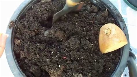CÓmo Plantar Una Patata How To Plant A Potato Youtube