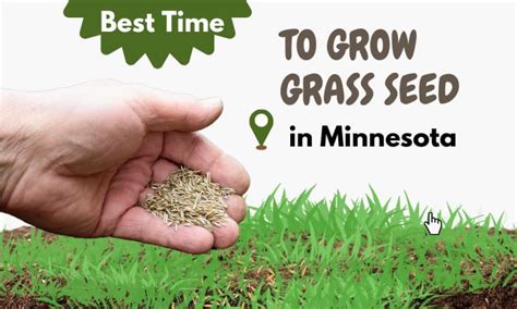 When To Plant Grass Seed In Minnesota Best Time