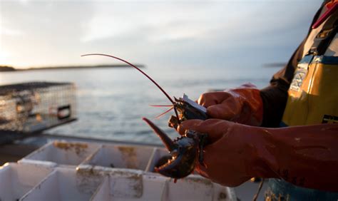 Lobster Fishery Violates Endangered Species Act Judge Declares