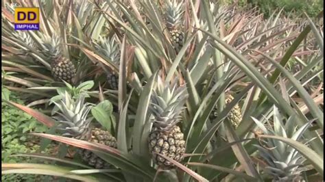 Agriculture Programme Cultivation Of Pineapple And Advantages Of Mix