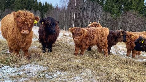 Scottish Highland Cattle In Finland Fluffy Calves Following Highland