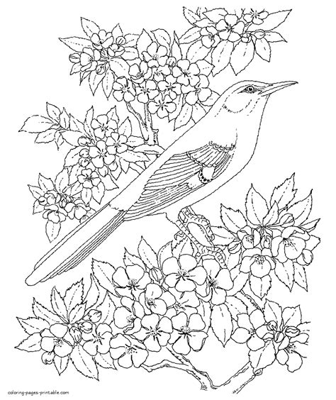 Adult Coloring Pages Free Printables Birds