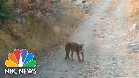 Watch This Hiker Face Off Against A Cougar Thats Been Stalking Him For