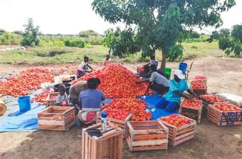 Living Water Cooperative (LIWACO) | Agricultural ...